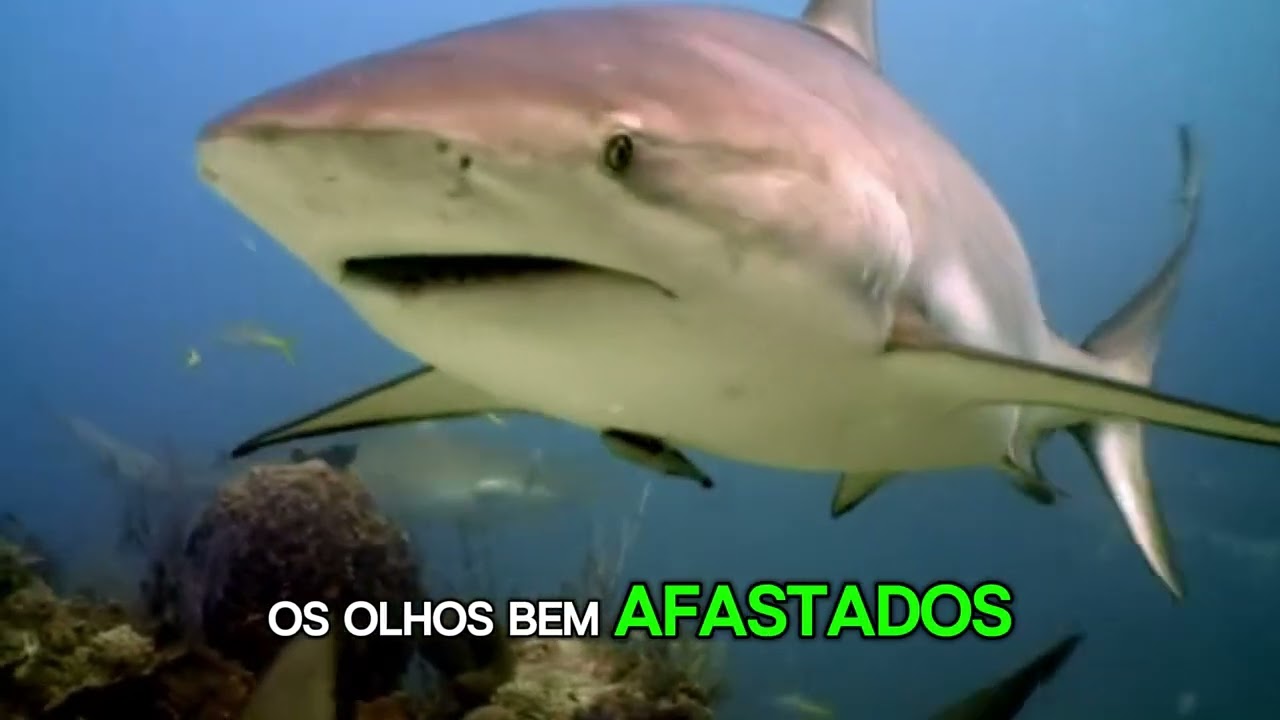 fatos sobre tubaroes