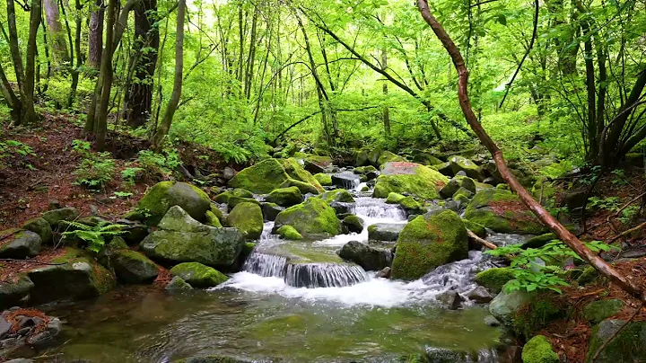 Harmonious Birds Chirping, Beautiful Stream Sounds,  Lovely Nature Sounds, Cozy Paradise