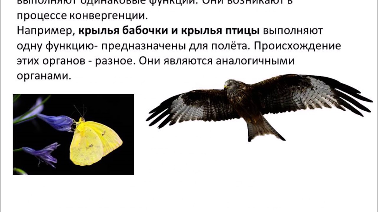 аналогичные органы. амоломологичные органы. аналогичные органы. км132ру8. аналогичные органы конечности.