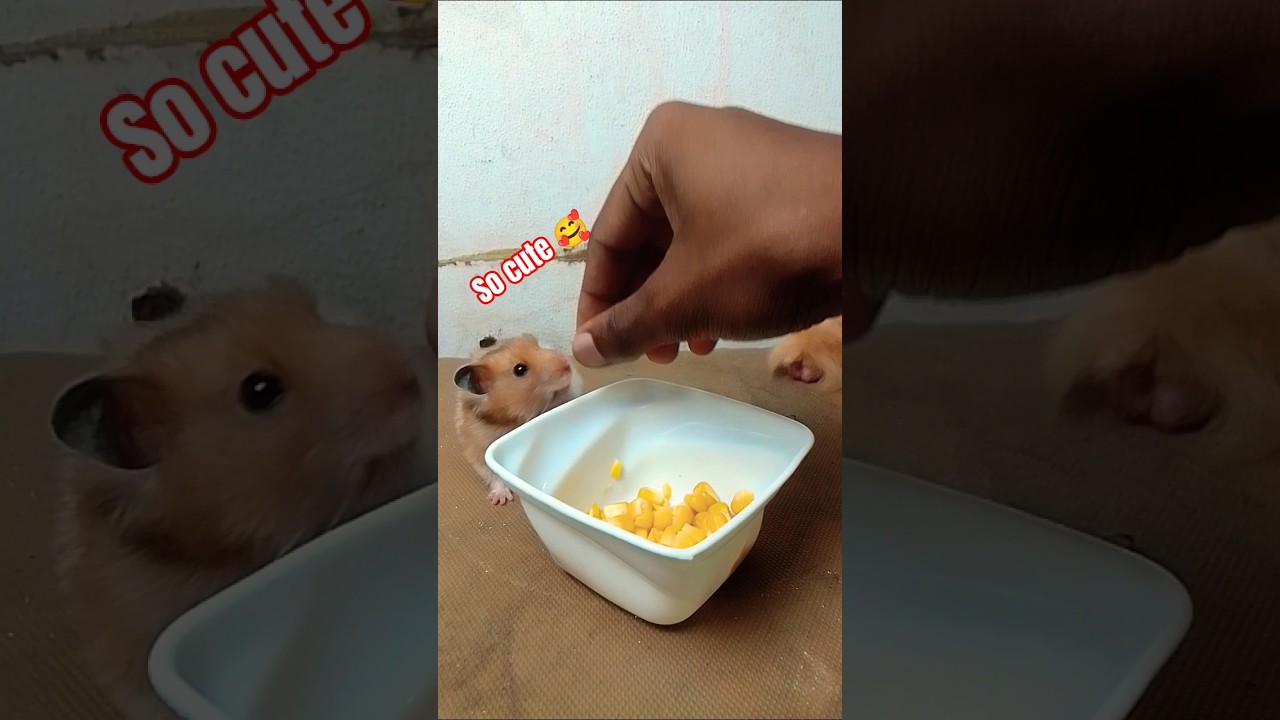 💥Feeding sweet corn🌽 to my hamsters 🐹 | 