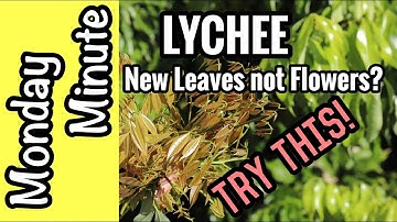 Monday Minute- Lychee: New Leaves, not flowers? Try This!