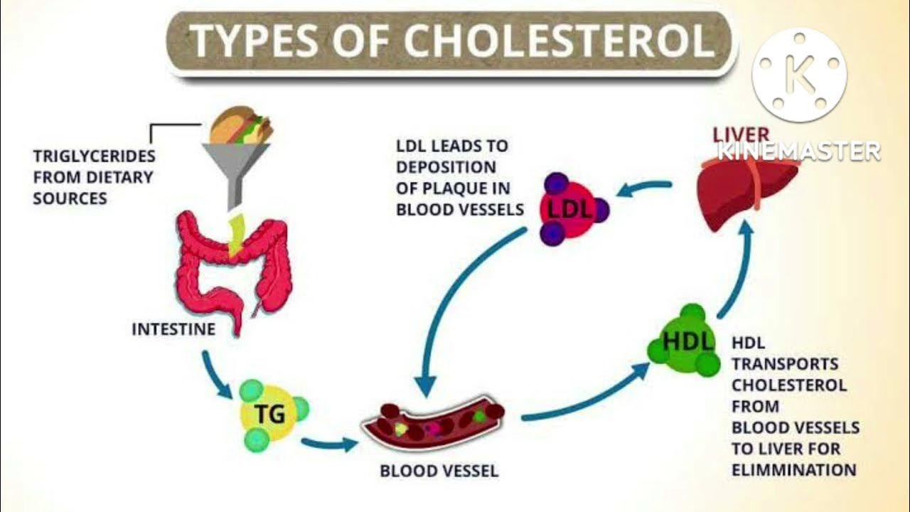 Hdl cholesterol. Холестерол ldl. hdl холестерин что это. ldl холестерин что это. ldl hdl.