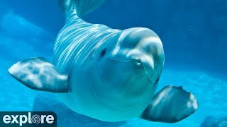 Beluga Boat Cam - Underwater Cam powered by EXPLORE.org by Explore Oceans 189,567 views 4 years ago 1 hour, 35 minutes