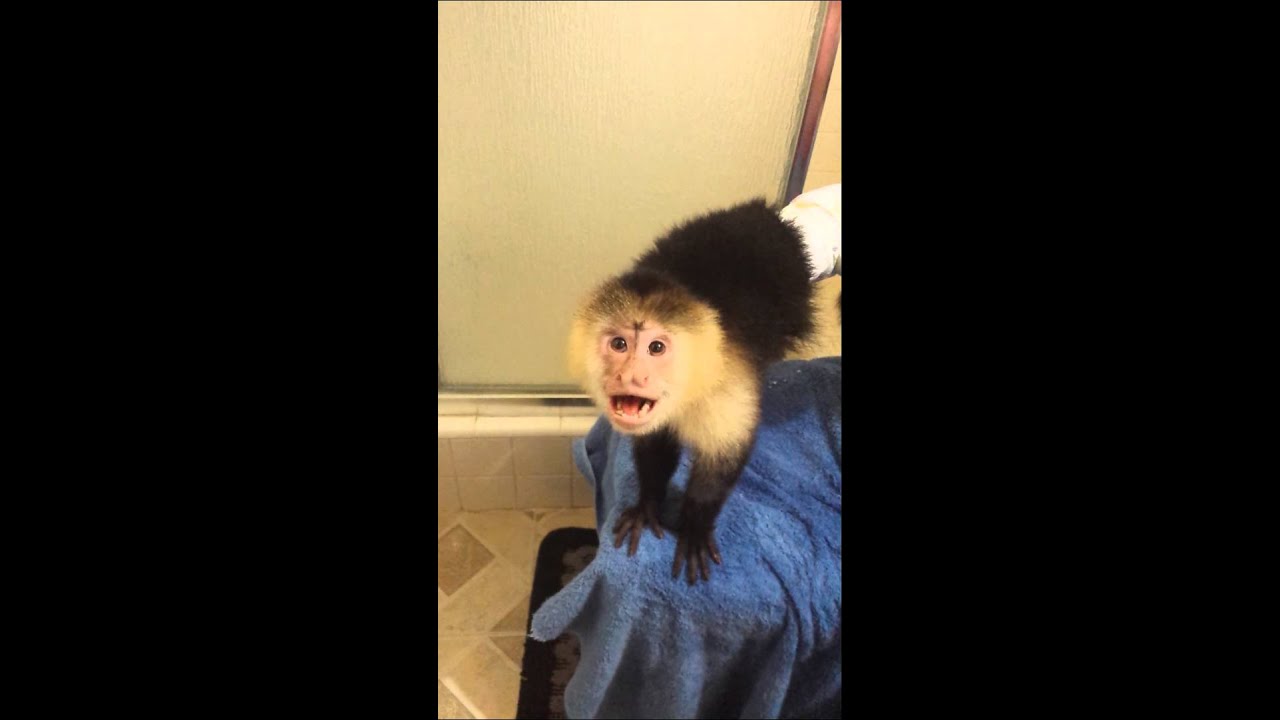 MONKEY CHANGING BABY DIAPER AND CLOTHES - YouTube