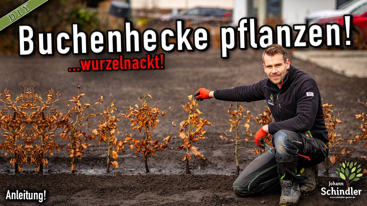 Buchenhecke pflanzen: Das musst du bei wurzelnackter Ware beachten | Anleitung