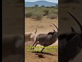 Lion Misses by Inches… Then THIS Happens 😳