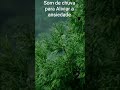 Chuva para Dormir profundamente