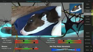 Interactive Case Osmosis | Cogent Education