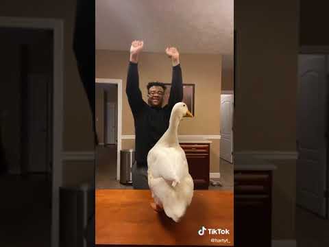 [Tik Tok] Goose throwing it back [Funny]