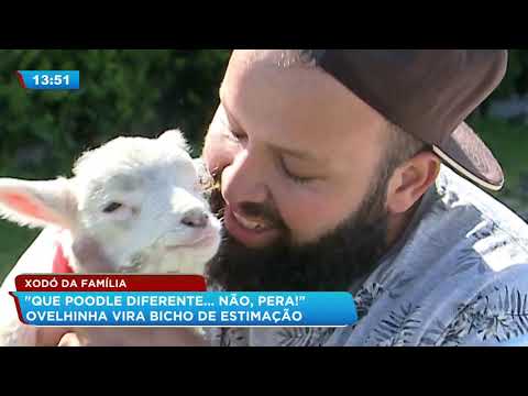 Vídeo: Como cuidar de ovelhas como animais de estimação