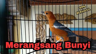Anis merah gacor perangsang bunyi Anis apapun Terbukti NYAUT || HW ANIS MERAH