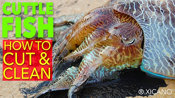 CUTTLEFISH || How to clean and cut