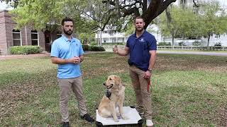 Meet Matty: The Journey of Training a Future Service Dog | Southern Cross Service Dogs Update