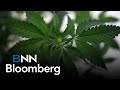 Were prepared to export cannabis to the us medical market tilray ceo