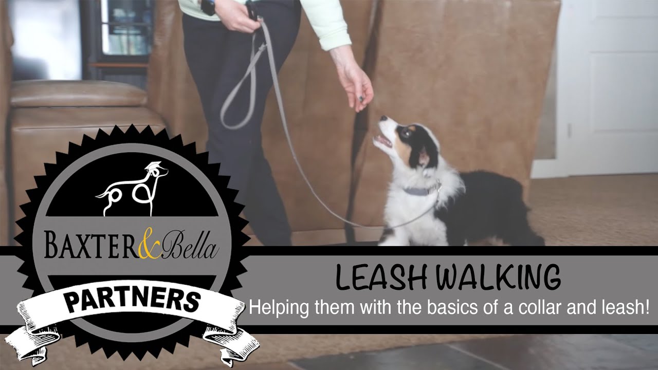 BAXTER & Bella - An Introduction to Leash Walking 