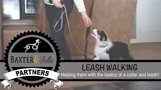 BAXTER & Bella - An Introduction to Leash Walking by BAXTER & Bella The Online Puppy School! 8,462 views 1 year ago 5 minutes, 16 seconds