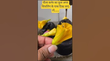 पीला कनेर का फूल अगर शिवलिंग के पास दिख जाए तो #pandit_pradeep_ji_mishra #mahadev #shiv  #upay