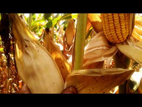 Field corn emergence