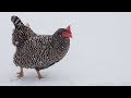Do Chickens Need Heat In The Winter? Do Chickens Need Heat In The Winter?