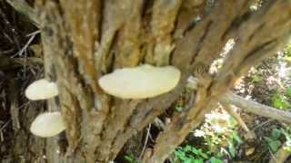 Medicinal Mushrooms - Polypore Mushrooms