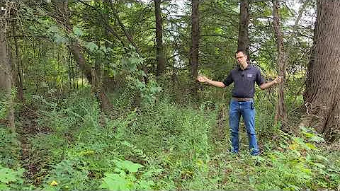 Control Techniques for woodland invasive species