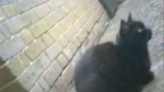 Cat meets a Heron