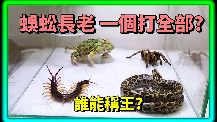 青蛙 蜘蛛 蛇 蜈蚣 胜者为王 蜈蚣竟然一打三? - 天天要闻