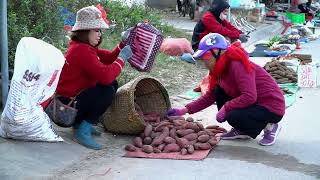 Suddenly SNAKE Attacked Girl - Harvest Purple Sweet Potatoes Goes to the Market Sell | Free New Life