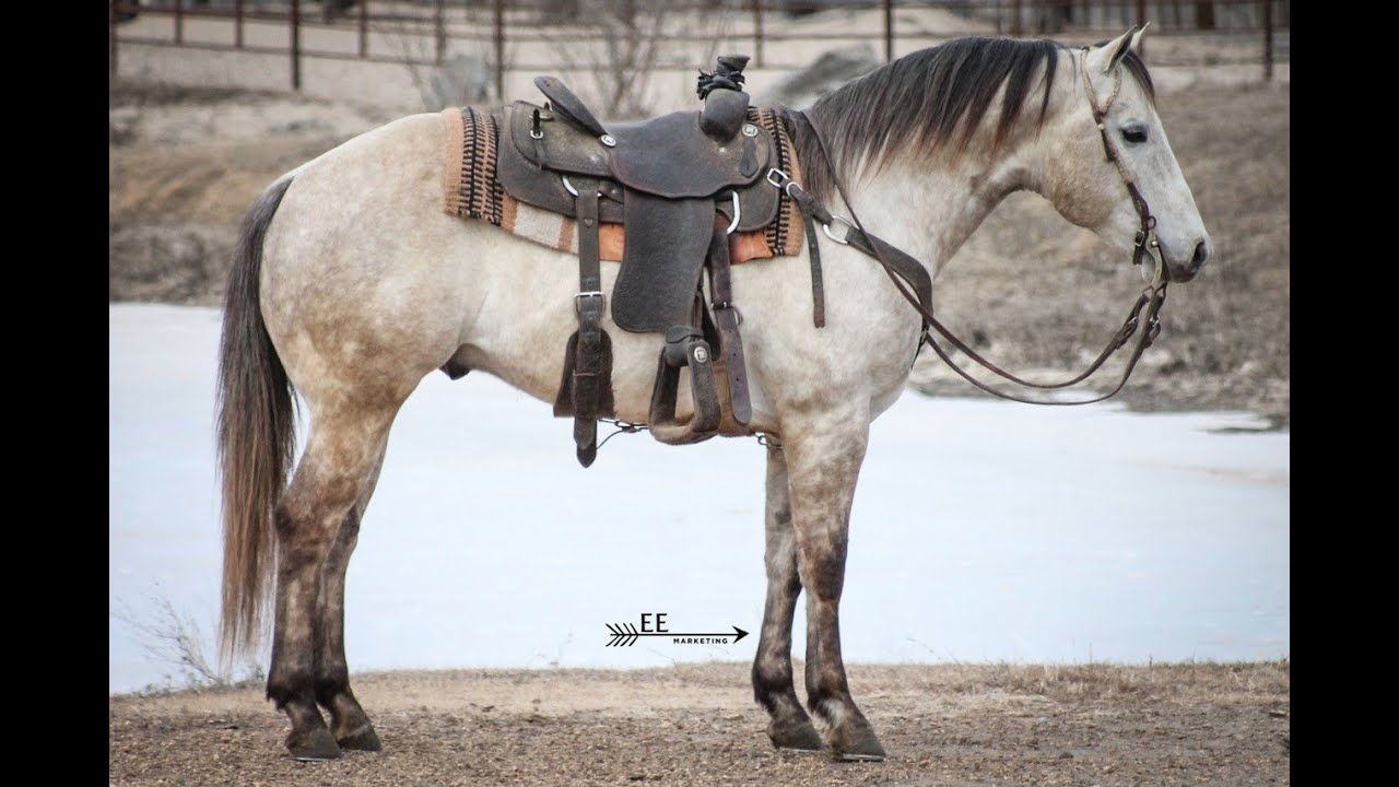 Pitzer Ranch 2019 Spring Sale Lot 48 Joes Silver Song YouTube