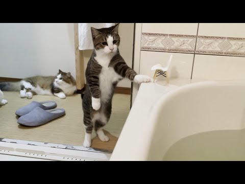 猫にモテる入浴剤を使ったら浴室が猫だらけになりました