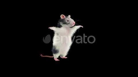 Rat Dancing Hd | Motion Graphics - Envato elements