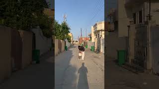 Download Lagu ledar o pawan @Lordoo.b22 #zakho #duhok #gta #lord #ahmadgarsi MP3