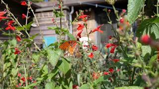 Gulf fritillary butterflies in slow motion