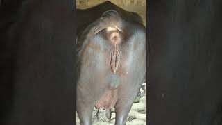 Jafrabadi.bafelo.veja.bhai.9825630401 Jafrabadi.bafelo.veja.bhai.9825630401