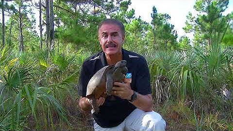 Zoocademy by T-Mobile - Gopher Tortoise