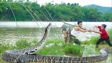 Shocking River Attack! Harvesting 1,000 Fish – Giant Python Suddenly Ambushes From Underwater! 🐟🐍