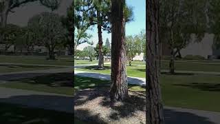 CSULB summer August 10th, 2026