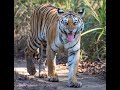 Tiger Rayakasa in search of Tigress Bindu | Khursapar Pench |