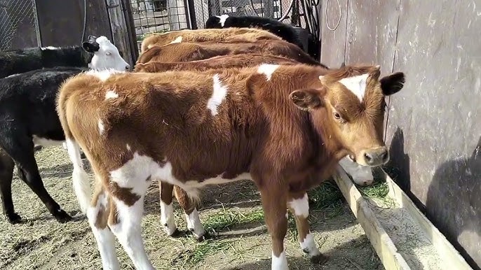 Видеоны шайқау үшін саусақты мастурбациялау оргазмы Сүндеттелген мүшені сору