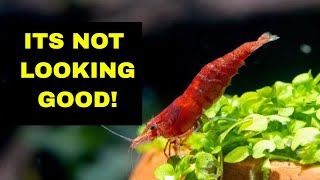 Some home truths  Day in the Life of a shrimp keeper