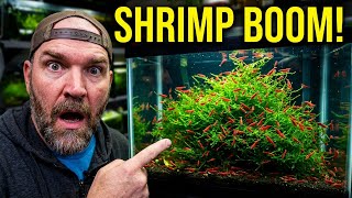 The Mistake Every Shrimp Keeper Makes