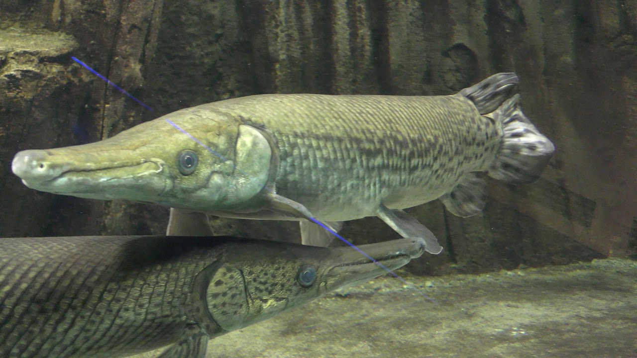 北米の魚 さいたま水族館 18年12月9日 Youtube