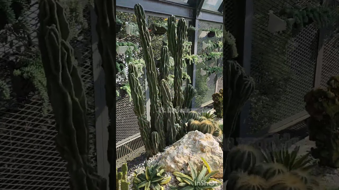 #cactus