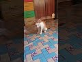 Sena terciduK😻🧐😁#catlover#cat #imut #kucing @IdaHasdar