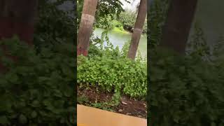 Train around the pond