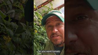 Plant Your Tomatoes Deep! #shorts #garden #backyardgarden #growyourownfood