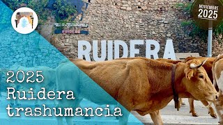 Trashumancia de vacas por Ruidera 2025