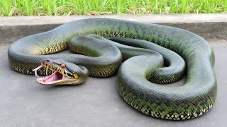 Giant Snake Stops Traffic with Terrifying Display