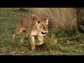 Savannah Predation and Lioness Challenges