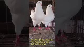 Top Show Quality Jumbo Size King Pigeon Pair For Sale Delivery All Over India